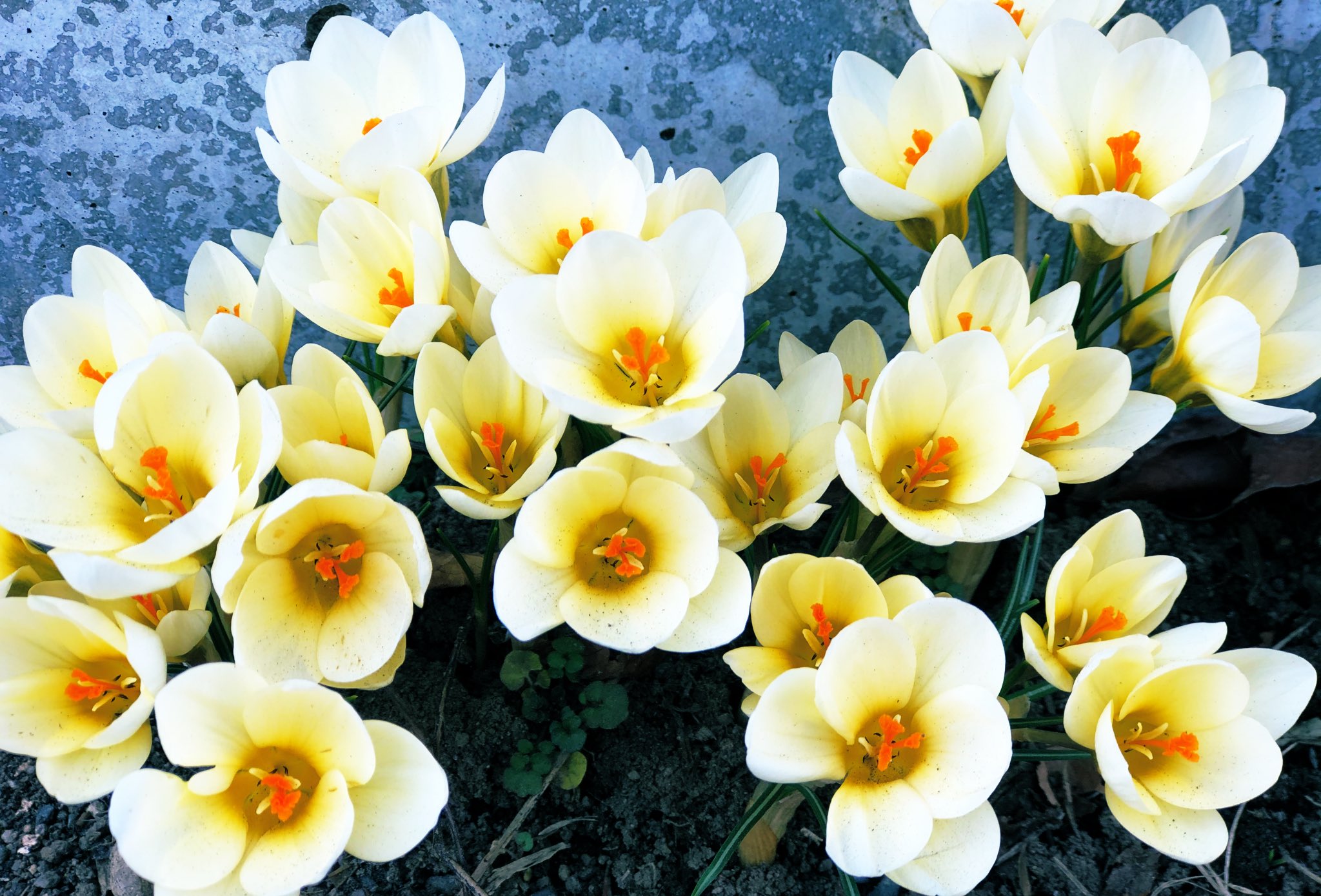 クロッカスの花 Twitter Search Twitter