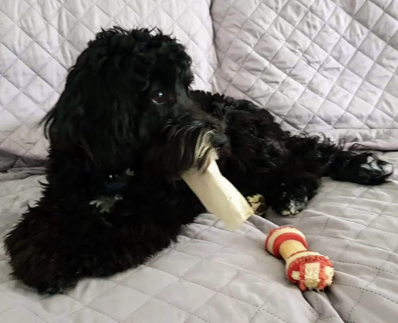 CockapooBarry's tweet image. Toilet roll tubes are one of my favourites. There don't seem to be so many around these days so I'll have to make this one last. #dogsoftwitter