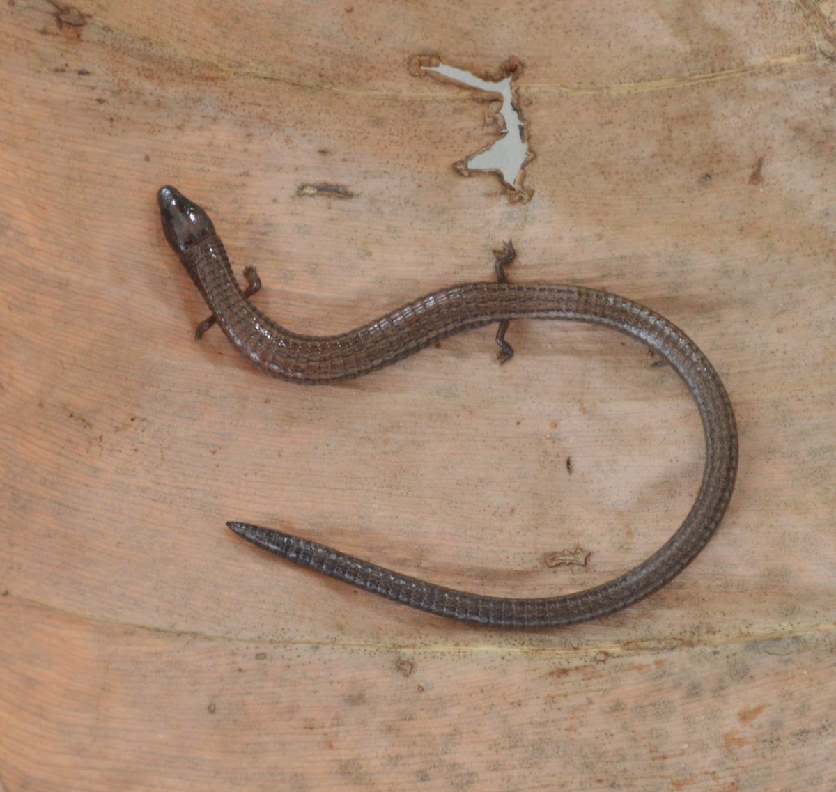 RenoirJAuguste's tweet photo. Fig.1: #DeathFeigning (#thanatosis) in the #fossorial #lizard (Bachia trinitatis) from #TrinidadAndTobago while being photographed.
Fig. 2: Resumption of natural position while being photographed.
Fig. 3: #NaturalHistory Note Publication in Herpetological Review (2019). https://t.co/yRJgOtaj9w