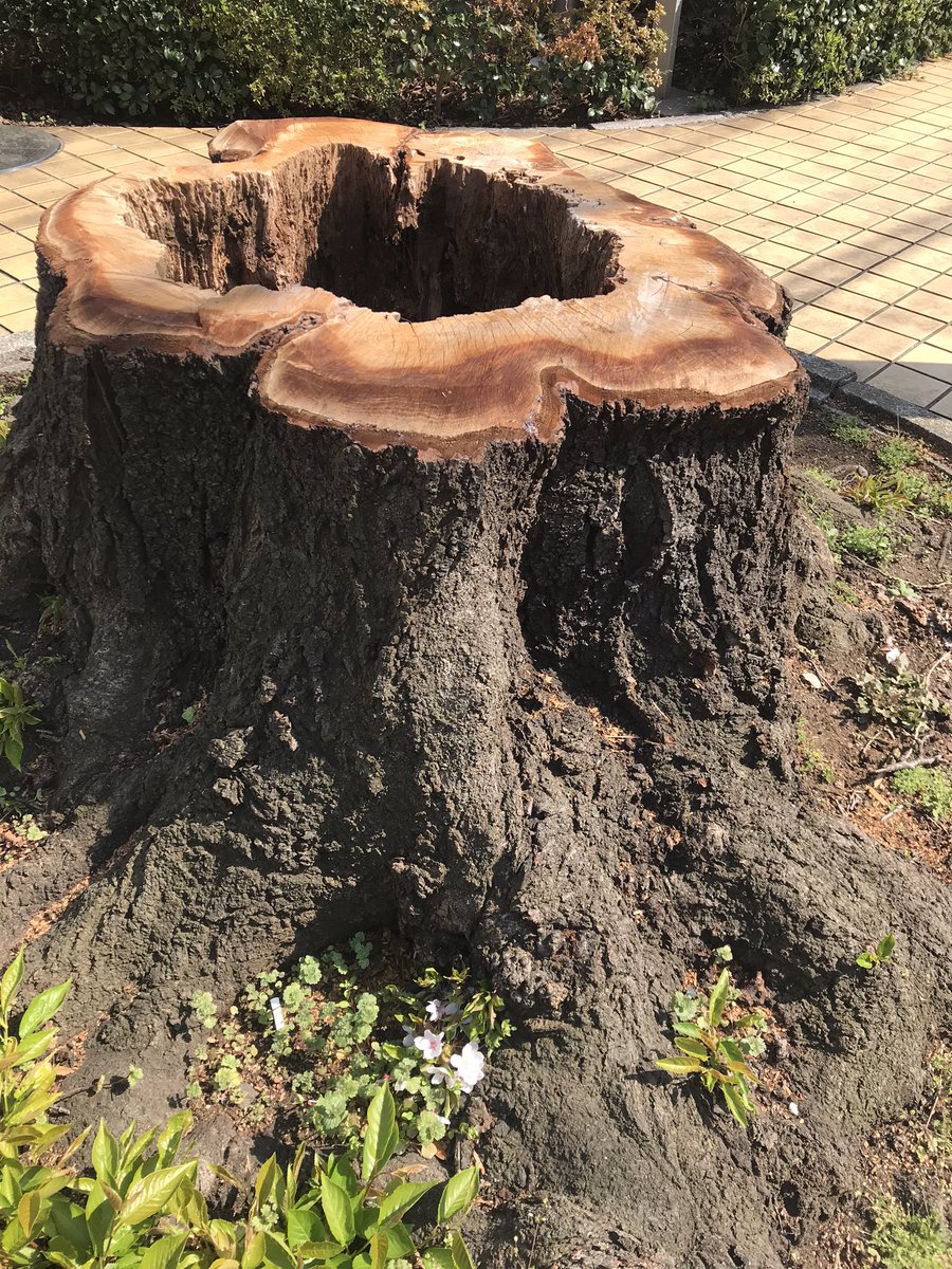 近所に大きな桜の木があったんだけど、冬のある日、伐採されてた。理由 