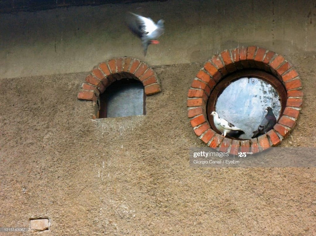 giorgio_canali's tweet image. Pidgeons in love.
Round Window With Pigeons And Red Brick Wall

#pidgeon #roundwindow #brick #brickwall #pidgeonsinlove #facade #nature #nopeople #eyeem #eyeemphoto #eyeemmarket #eyeemmagazine #eyeemoninstagram #photomaker #getty #gettyimages #gettyimage… instagr.am/p/B-jBH8hKVUN/