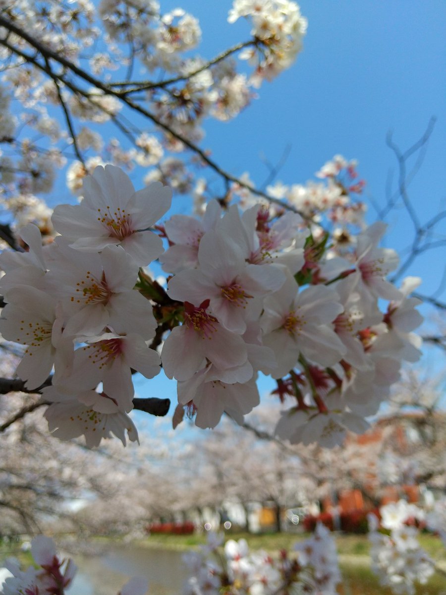 TokyoOtter's tweet photo. #cherryblossom
#Irrigationcanal
#Saitama #Japan https://t.co/KDm6hLH7LG