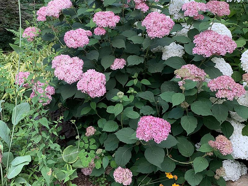 wnpr's tweet photo. Many gardeners are pruning trees and shrubs this time of year. One shrub that often confounds people is the hydrangea. So, let's do a quick #hydrangeapruning 101. 
https://t.co/FRB7zuWlQa https://t.co/7s1ivEoCTT