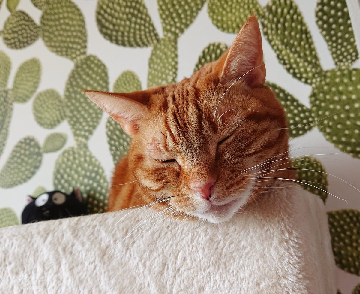 お家で楽しむ猫猫猫祭り