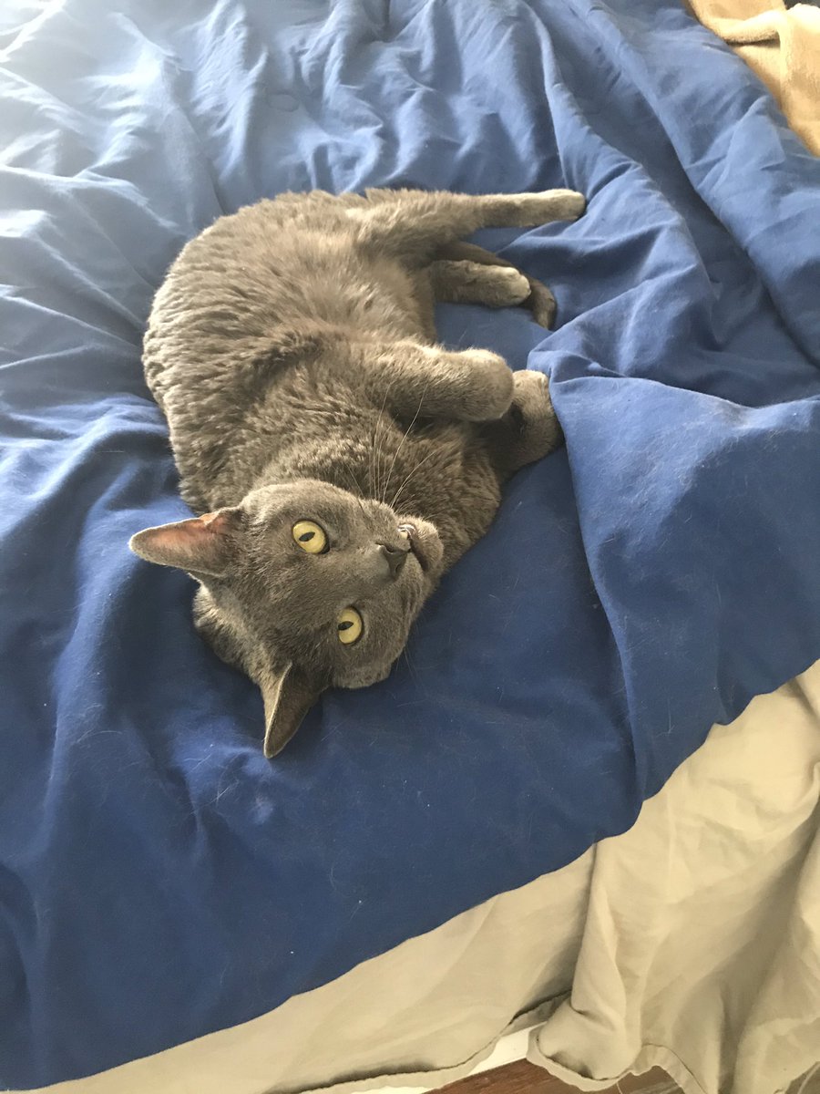 ShadowReader0's tweet photo. This is my cat. He’s a beautiful beast. I hope he helps you get through these crazy times https://t.co/d7DVOMFjuf