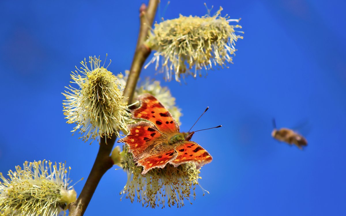 Get Zitat fruehling Free