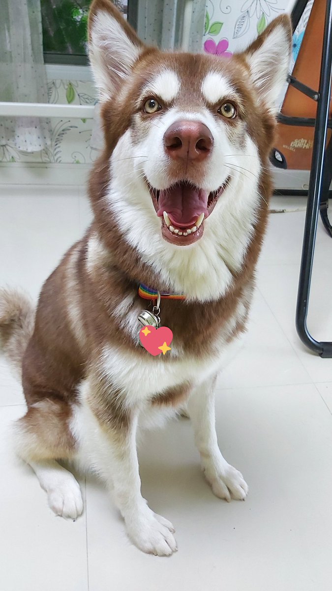 soproud27's tweet photo. @un_boxbox @arliveeve น้องชื่อ บิลเลี่ยนค่ะ
Line id: proudpimploy https://t.co/s3LfJXW3mx