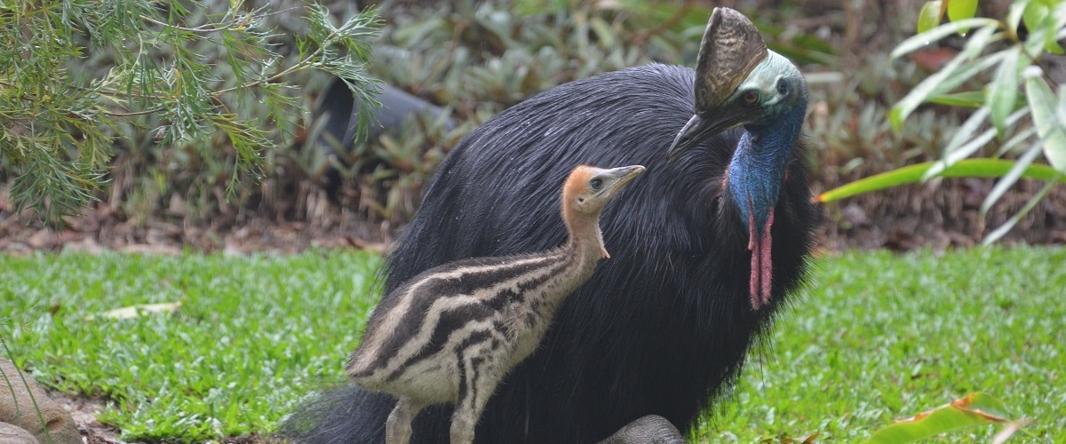 Cassowary