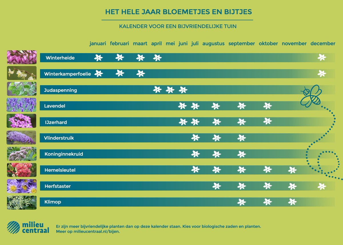 Tip voor de ouders en hun kinderen. Maak je tuin en/of balkon BIJ-vriendelijk! Zaaien doet Zoemen #wildebijen #bijen #insecten #steenbreek