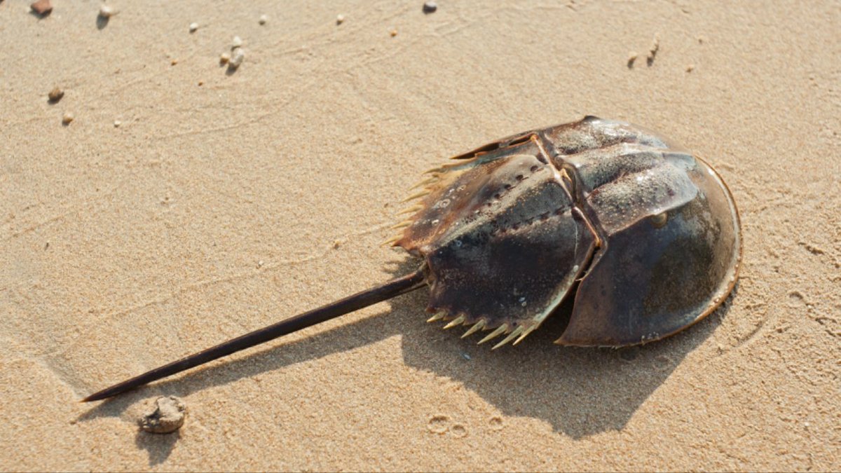 Horseshoe Crab