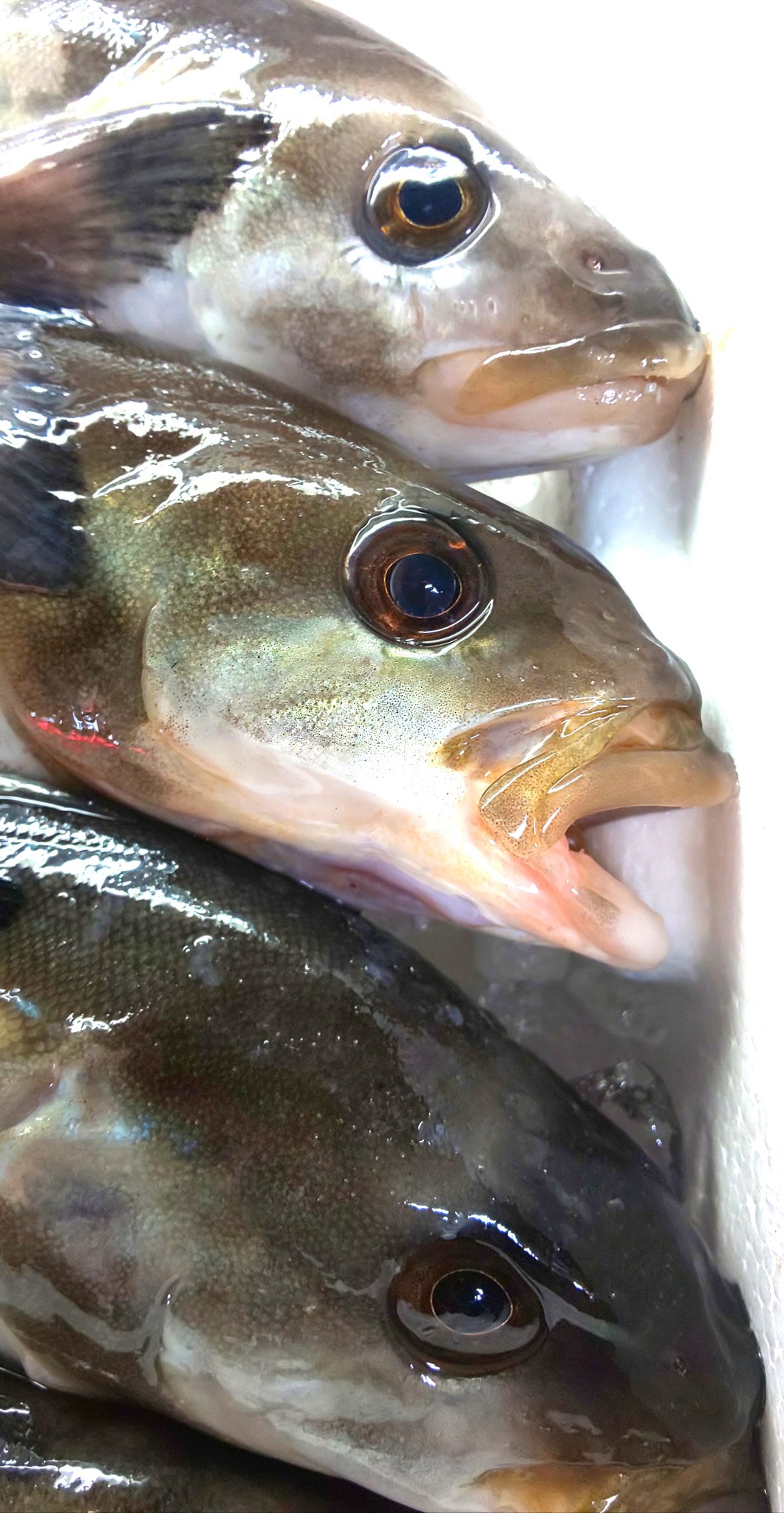 練馬 丸川水産 先日青森の知人からホッケを釣りに行くと聞いたんだけど磯で釣れるんだね北の方の人情報をお願いします 今日は函館から生の 真ホッケ が入ったので自家製の開きを作ったよ 魚の旨味は真ホッケ 油は縞ホッケと言われるね 今晩の家飲みの 練馬 丸川水産 先日青森の知人からホッケを釣りに行くと聞いたんだけど磯で釣れるんだね北の方の人情報をお願いします 今日は函館から生の 真ホッケ が入ったので自家製の開きを作ったよ 魚の旨味は真ホッケ 油は縞ホッケと言われるね 今晩の家飲みの