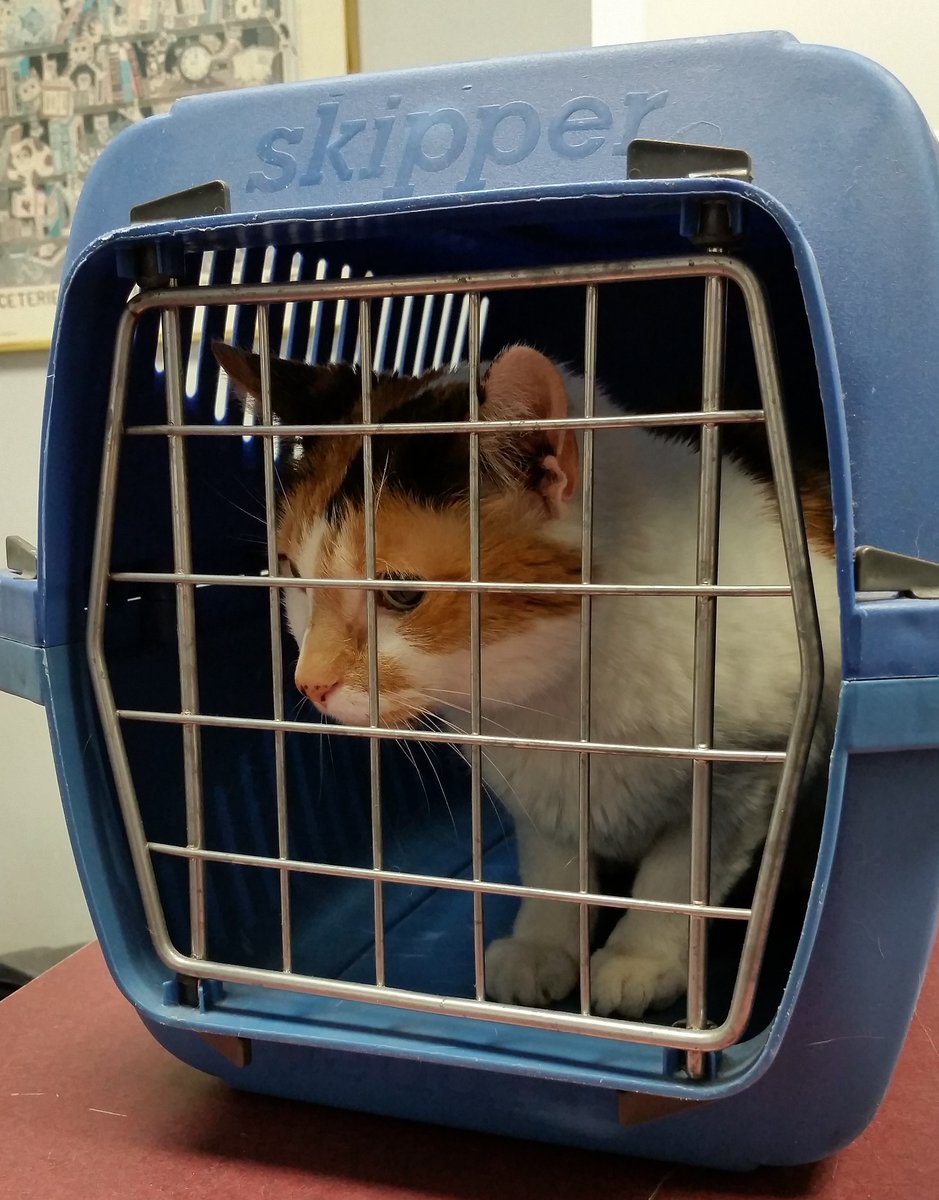 Il Ministero della Salute alla domanda su cosa fare nel caso in cui l'animale stia male risponde di "rivolgerti al tuo veterinario che ti indicherà le misure da adottare per portare il tuo animale in clinica o ambulatorio”. #pet #veterinario #covid19