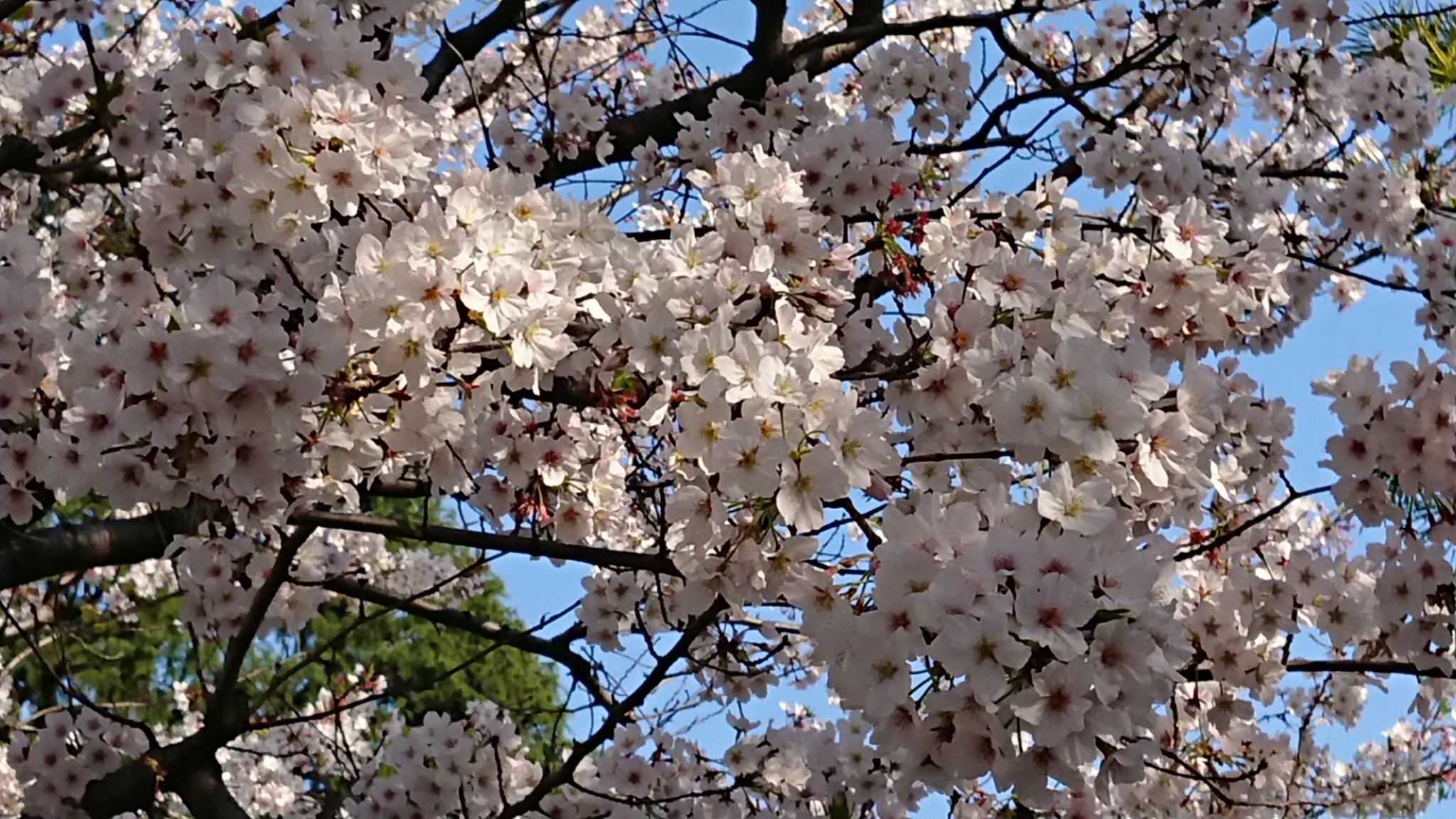 Makiemon 残っている桜を見ながらお散歩 O W Oﾃｸﾃｸ 陽が当たっているところは 暑いくらいでした 仕事もお休みになって のんびりした週末で 何だかコロナ騒ぎがウソみたい O