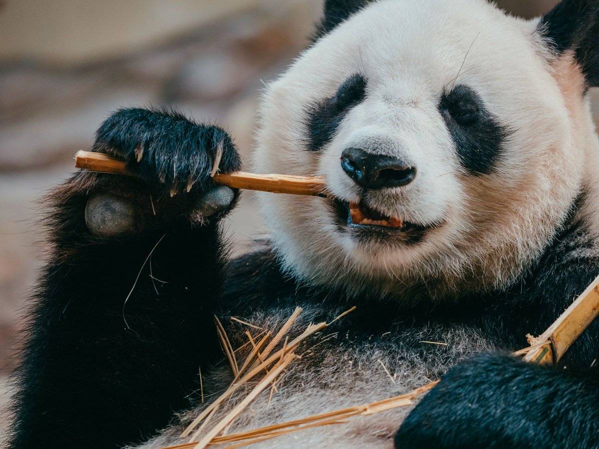 Giant Panda