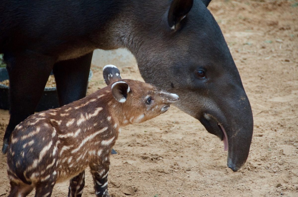 Malayan Tapir