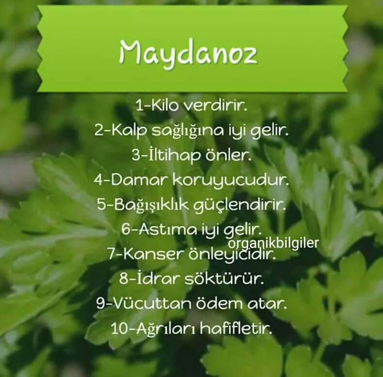 bilginingemisi's tweet photo. Maydanoz'un faydaları. 
#kiloverme #kalpsağlığı #iltihap #damar #bağışıklıkgüçlendirici #astımtedavisi #kanserlemücadele #idrarsöktürücü #ödematıcı #ağrıkesici #sagliklibeslenme #alternatiftıp #zayıflama #faydalıbilgiler #Veda #herkesemaske #Yalova #20yassokagacikmayasagi https://t.co/kJliNG57ni