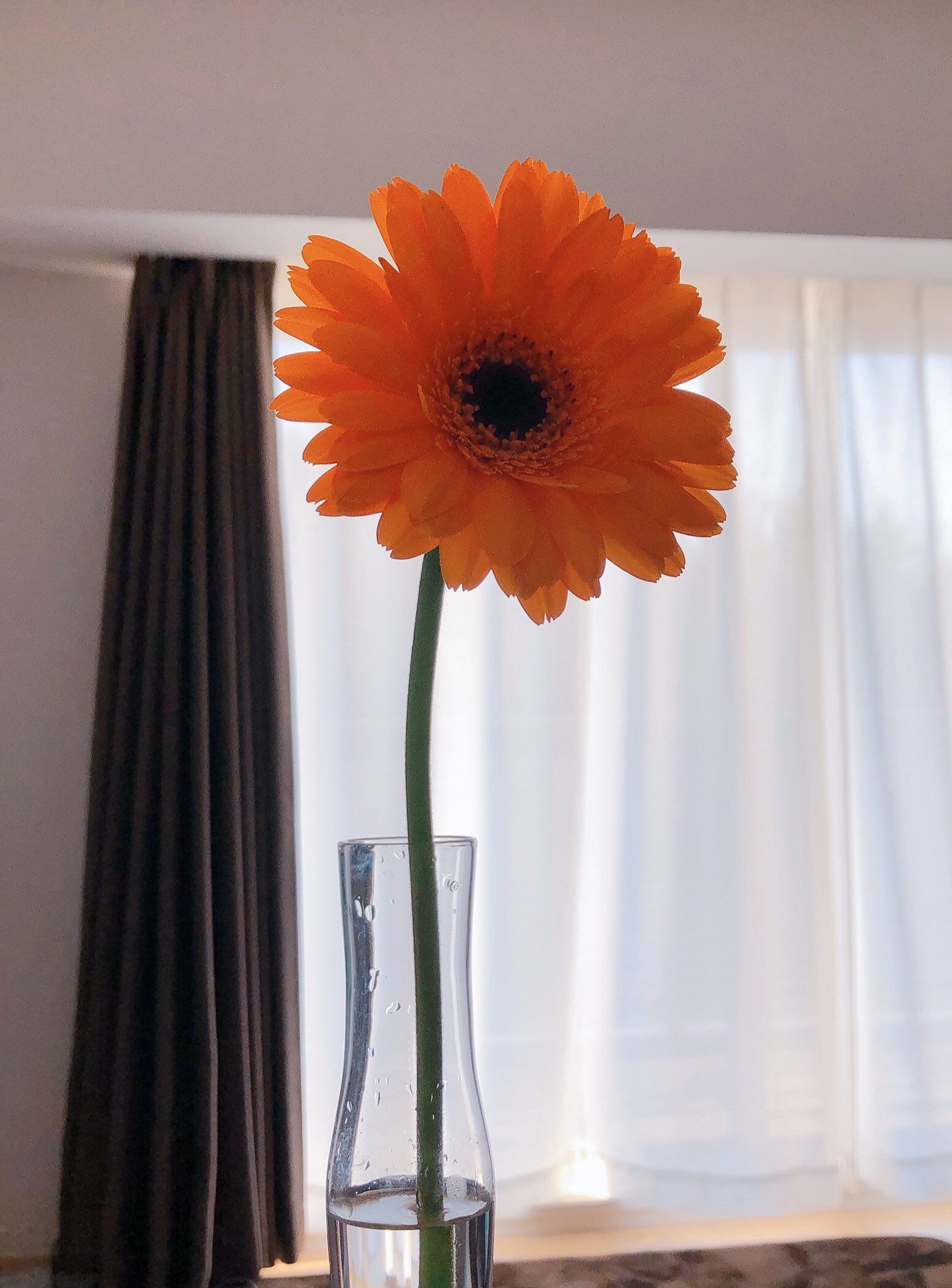 Twitter 上的 ちゃぽ お花を一輪挿し に戻しました いつもはぱぽが買ってきてくれるけど 今日はたまたま通りがかったお花屋さんで選んできたお オレンジのガーベラの花言葉は 神秘 冒険心 らしいです 茎が太いから長持ちしそう ちゃぽの観察