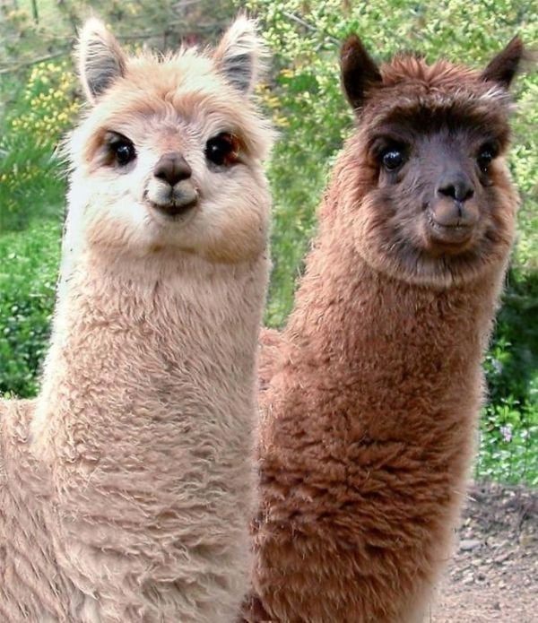 Alpaca