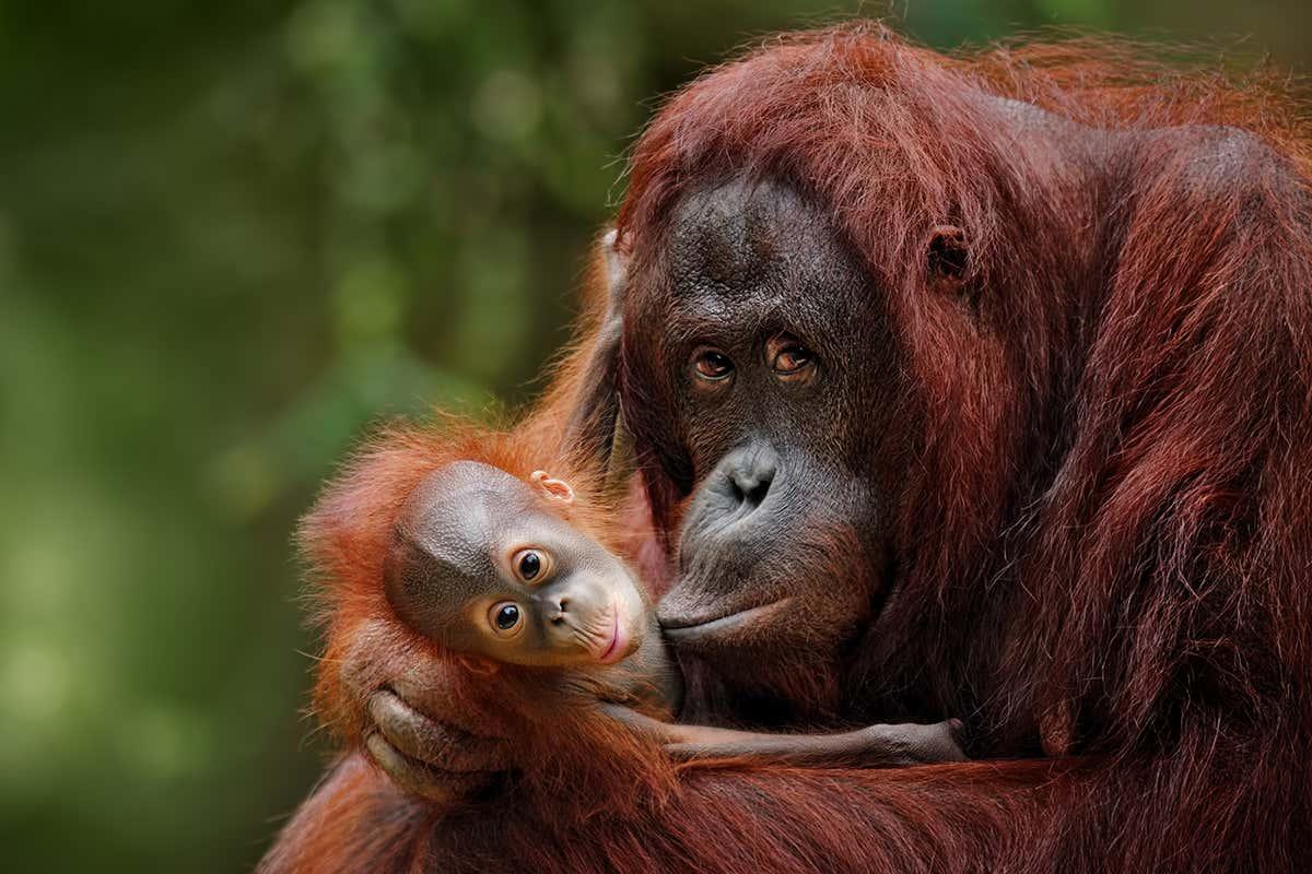 New Scientist tweet media