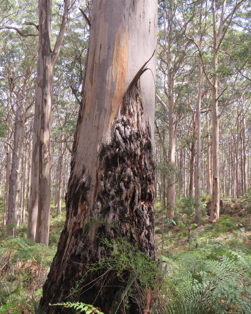 Each Westralian tree is 150m tall, and hosts proportionately large spiders and giant quokas