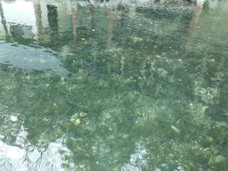 じゃこうねこ キャンプ場の釣り堀でヤマメとイワナ釣って塩焼きに ナラ入沢渓流釣りキャンプ場 ゆるキャン