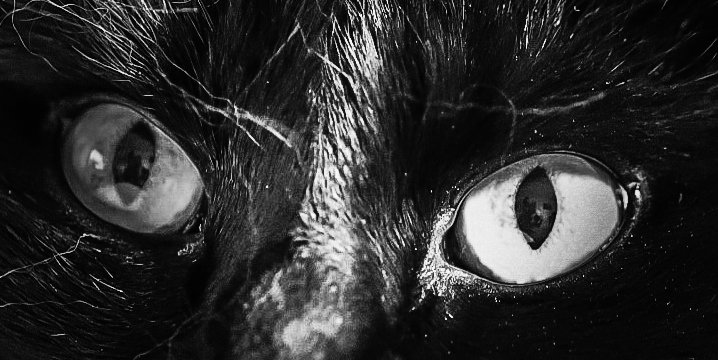 RanyhynRunFree's tweet photo. I see you #Caturday people.
#CatsOfTwitter #cats #catsOfScotland https://t.co/yHJ8tdzOGv