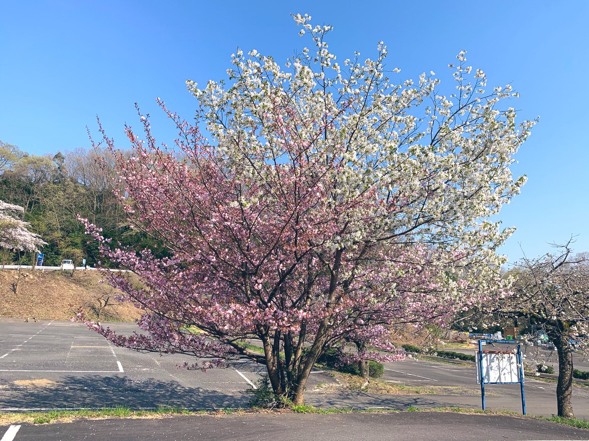 さがみ湖リゾートプレジャーフォレスト 桜 プレジャーフォレストの駐車場には 八重桜が綺麗に咲いております 白とピンクの綺麗な花が皆様をお出迎えしています 桜 花見 さがみ湖リゾートプレジャーフォレスト 八重桜 遊園地