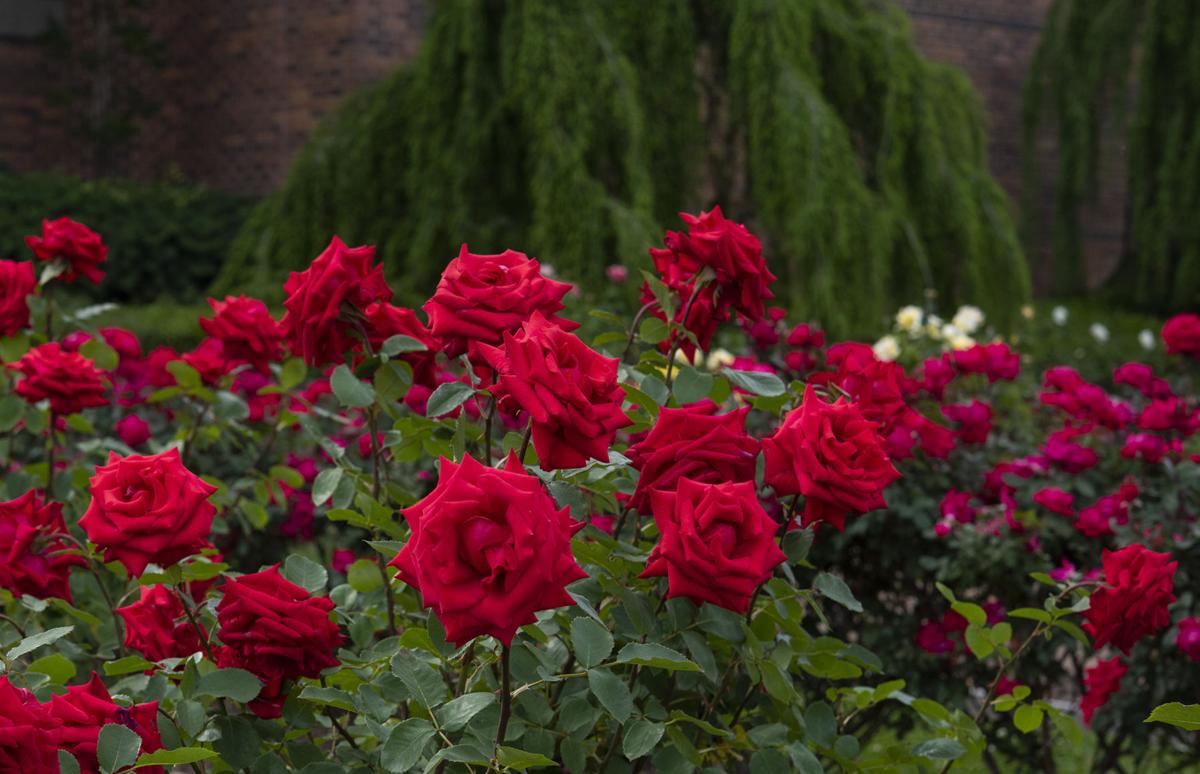 SheilaWanite17's tweet photo. ππππ· Spiderly Writerly Blooms! π Gorgeous Roses... Well, time to get to work Weaving Worlds between the sheets of paper! May my fellow storytellers have a highly productive night...
#Writers #Roses #EpicFantasySeries #Manuscript2 #Gothic #Horror https://t.co/MG3Jt4P13J