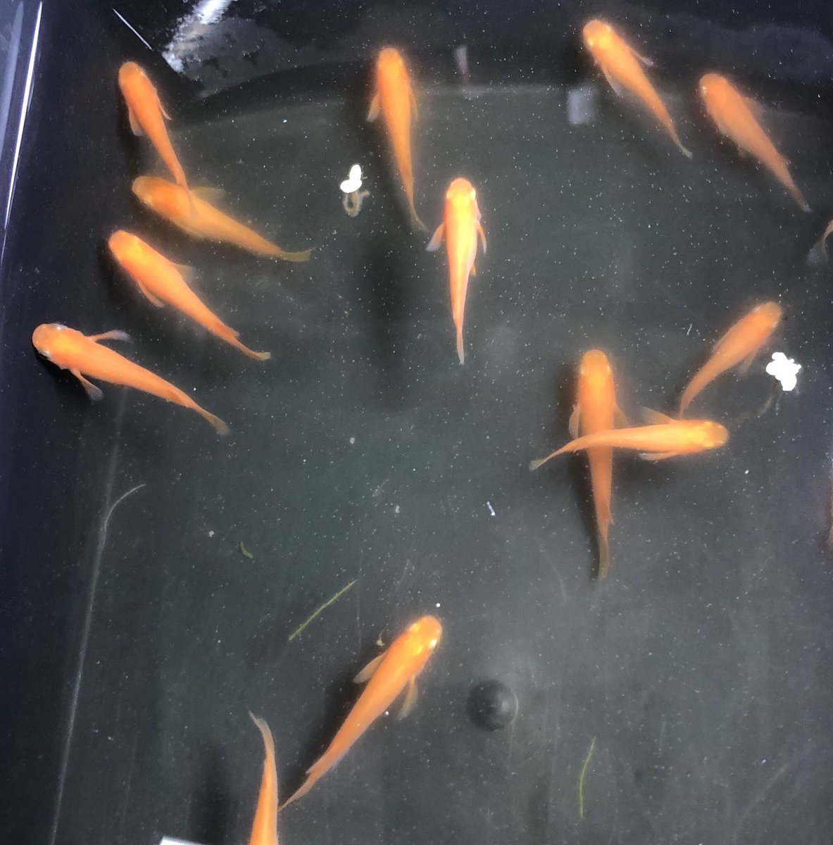 Twitter पर 岡田金魚店 楊貴妃真っ赤に染まっています 元は紅帝で競り落としたメダカです 育て上げたメダカですので大変綺麗でお買い得になっております 競売で出自しっかりしたメダカを仕入れて来れるからこそクオリティの高いメダカを揃える事ができます
