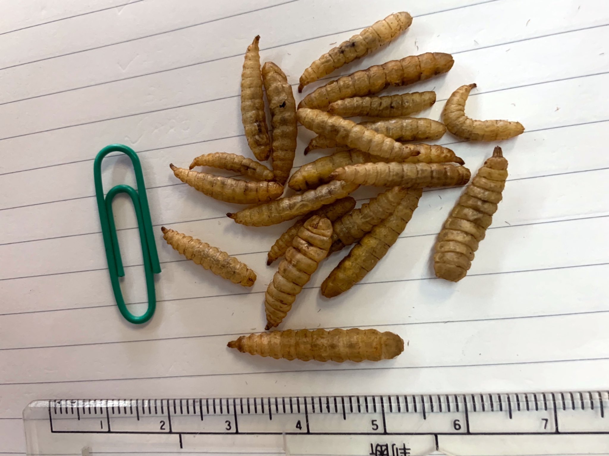 吉岡観魚園 در توییتر 新商品です イモ虫系が苦手な人は閲覧注意です アメリカミズアブの幼虫を乾燥したものです 昔 便所バチ って言うてたやつの幼虫ですね 吉岡観魚園 ワイルドワーム 吉岡観魚園 در توییتر 新商品です イモ虫系が苦手な人は閲覧注意です アメリカミズアブの幼虫を乾燥したものです 昔 便所バチ って言うてたやつの幼虫ですね 吉岡観魚園 ワイルドワーム