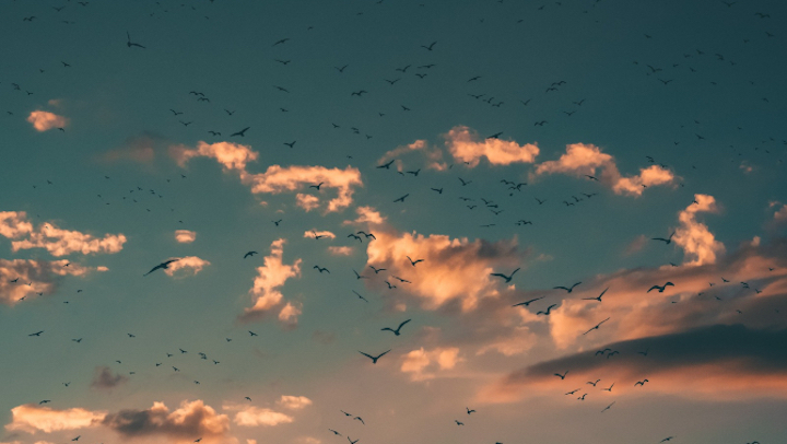 Els ocells estan canviant la manera de cantar durant el confinament ow.ly/Jb3W50z4UHC <a href="/SEO_BirdLife/">SEO/BirdLife</a> <a href="/OcellsBCN/">OcellsdelBarcelonès</a> <a href="/ICOcells/">ICOcells</a> <a href="/firamfiram/">Ocells Sant Esteve de les Roures</a> @ICOnoticies