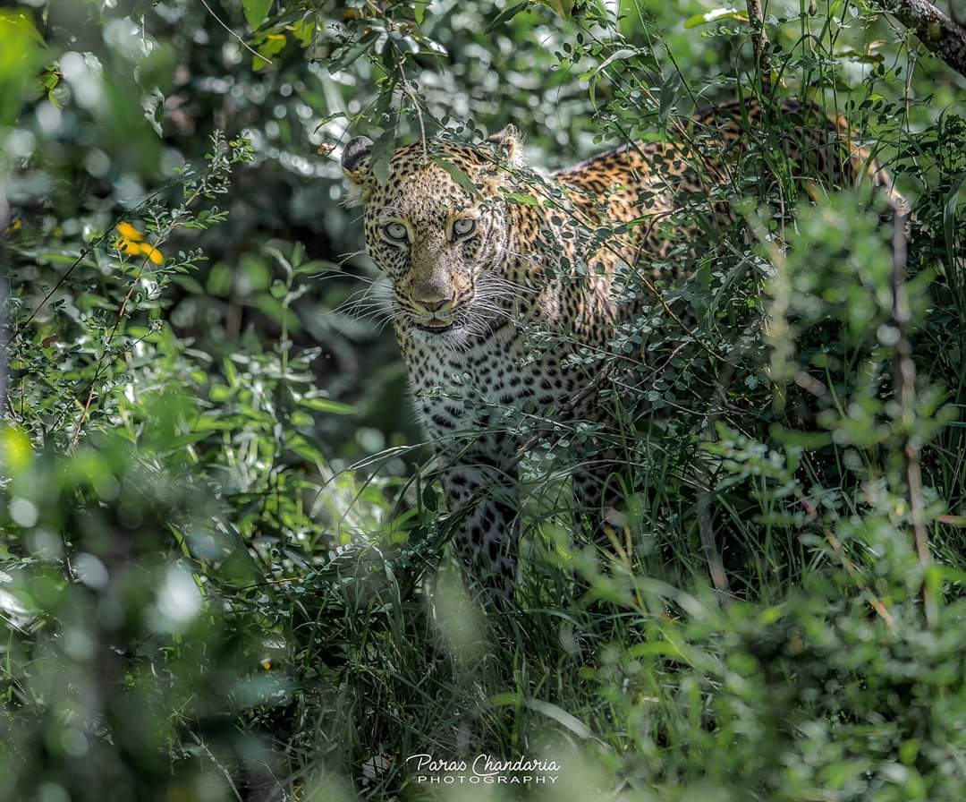 KWSKenya tweet picture