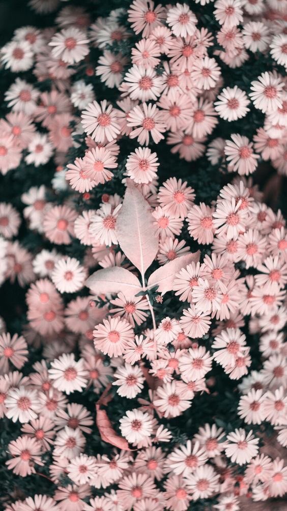 LoveAestheticxo's tweet photo. flowers 🌸 https://t.co/y7unMUd69u