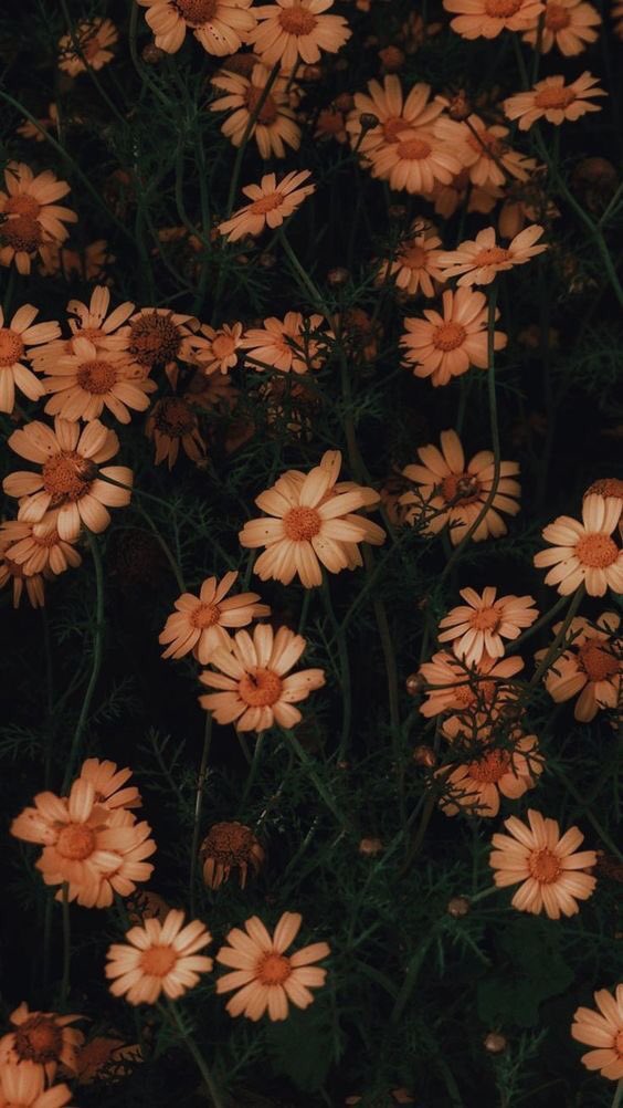 LoveAestheticxo's tweet photo. flowers 🌸 https://t.co/y7unMUd69u