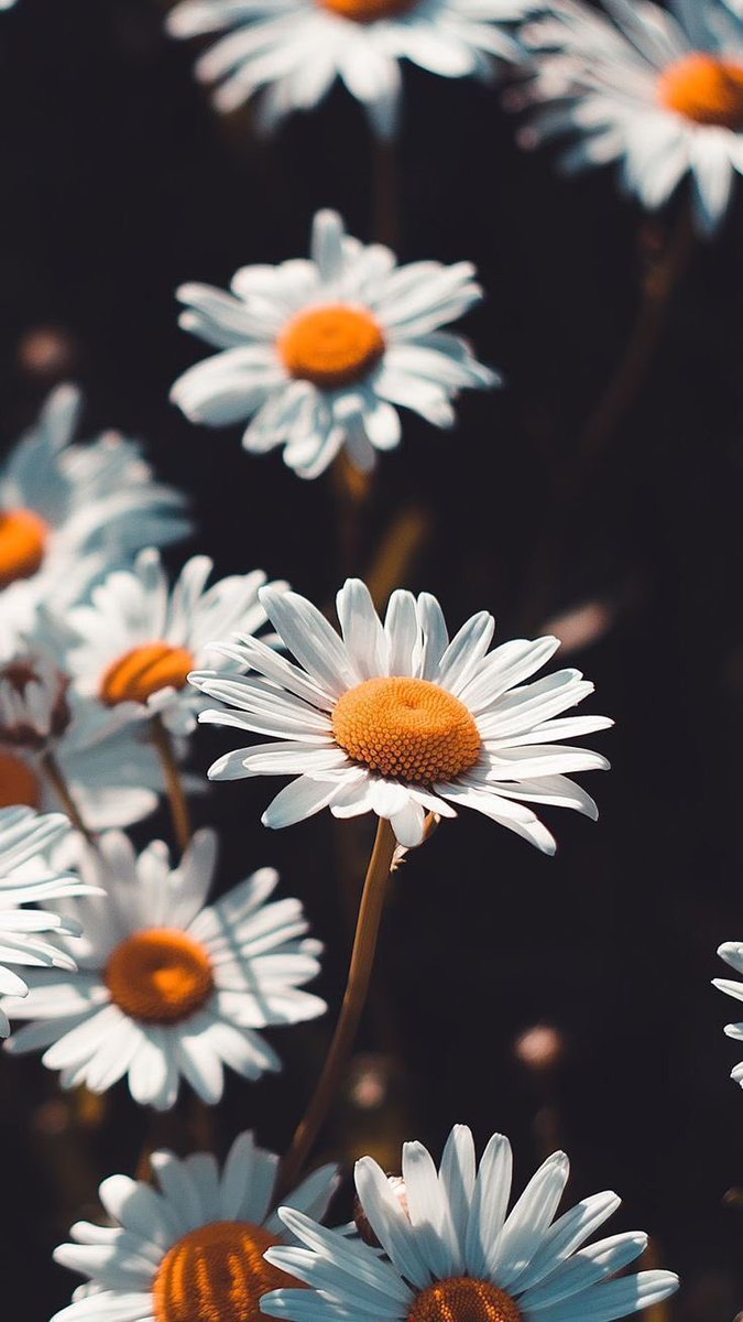 LoveAestheticxo's tweet photo. flowers 🌸 https://t.co/y7unMUd69u