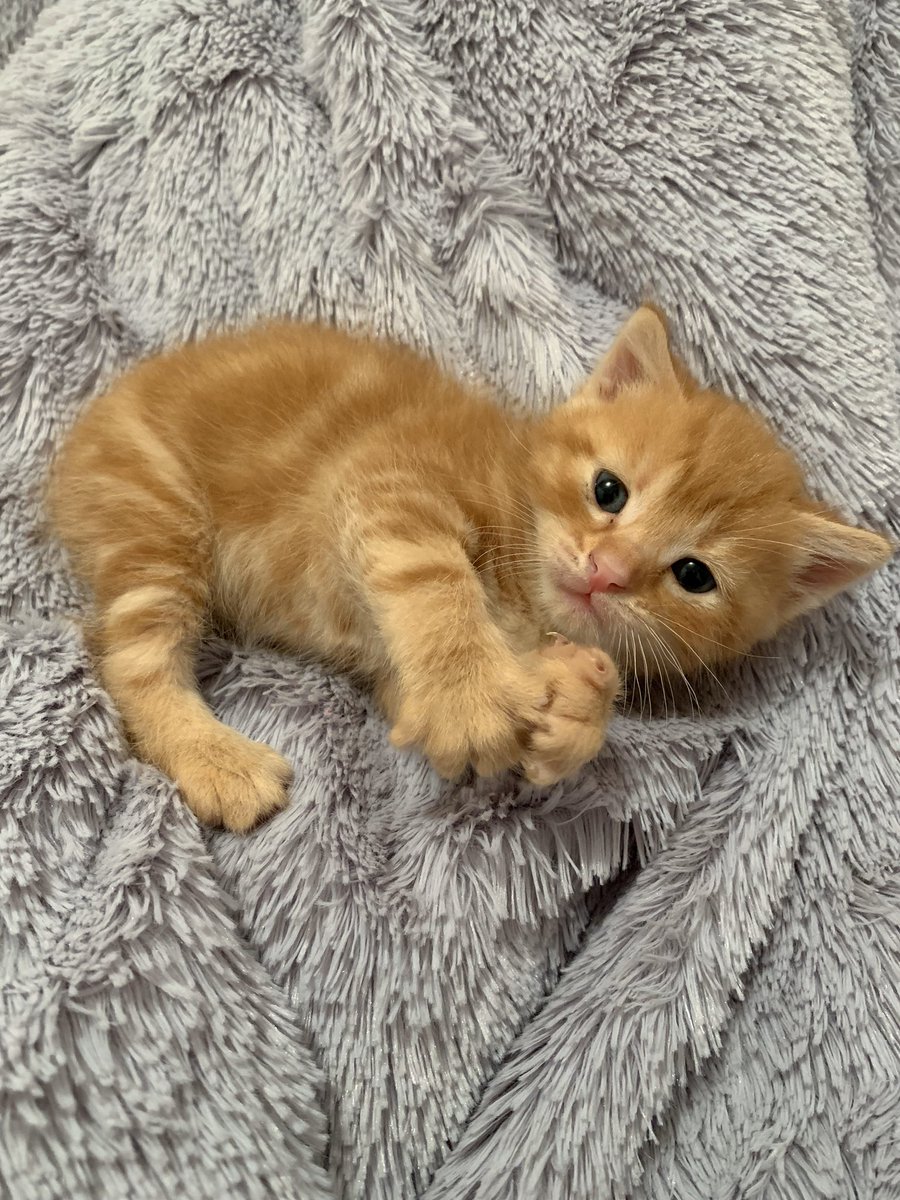 茶トラはいいぞ Kinapotato Twitter