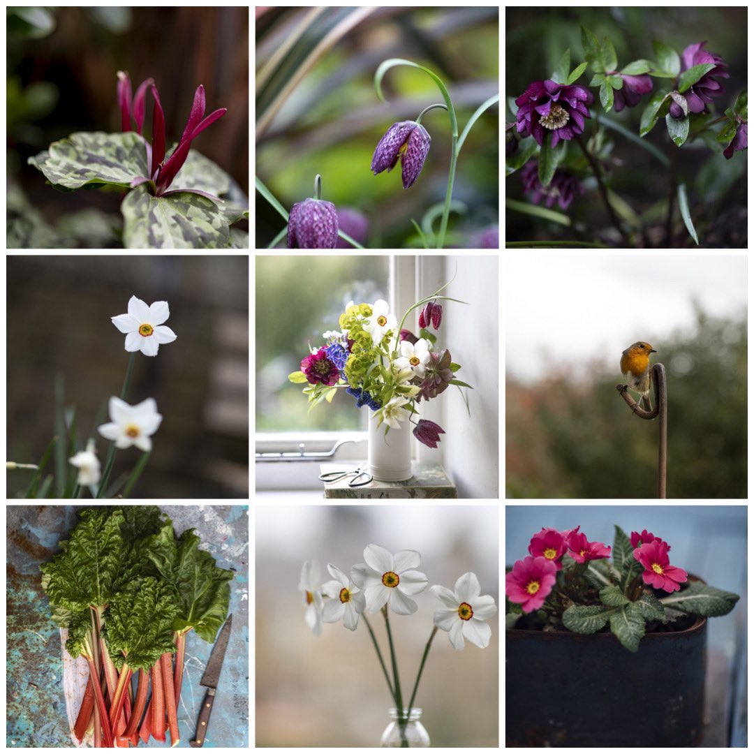 JoanRansley's tweet image. Lockdown. What you can do. Watch a robin nest, arrange flowers, cut rhubarb...this week in my garden #lockdown #WhatToDoDuringQuarantine