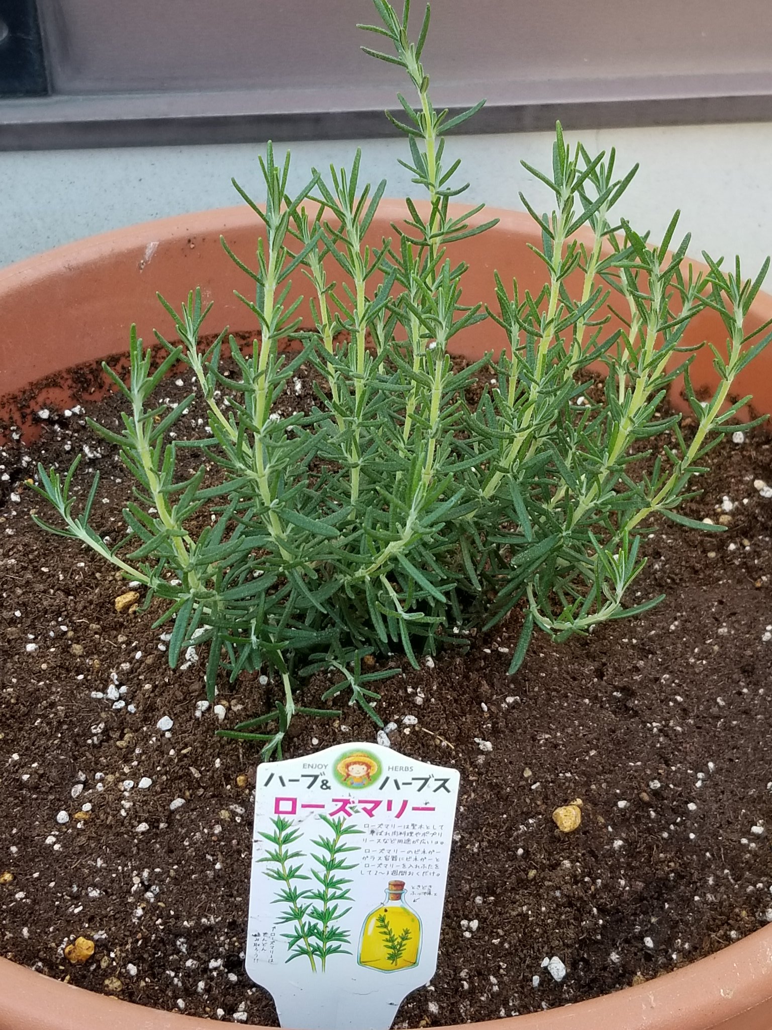 玉篠 A Twitter 紫陽花が枯れてしまい 空になった植木鉢に ローズマリーを植えました ローズマリー は乾燥を好む強い植物で ほったらかしにしていても育つらしい事 ローズマリーは ヨーロッパで中世から魔除けとして扱われていたので もしかしたらコロナ避けに