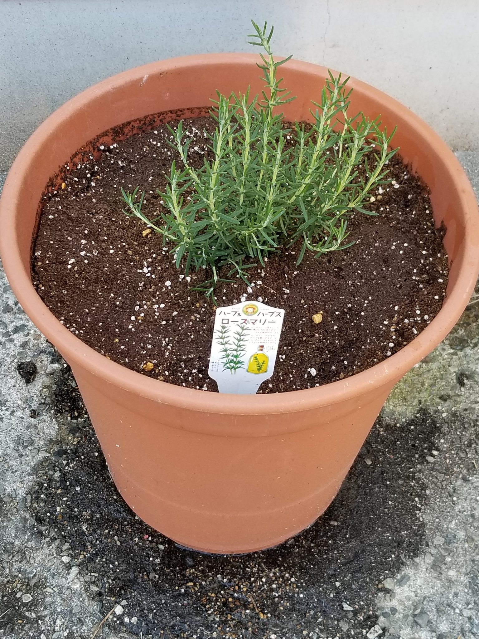 ট ইট র 玉篠 紫陽花が枯れてしまい 空になった植木鉢に ローズマリーを植えました ローズマリーは乾燥を好む強い植物で ほったらかしにしていても育つらしい事 ローズマリーは ヨーロッパで中世から魔除けとして扱われていたので もしかしたらコロナ