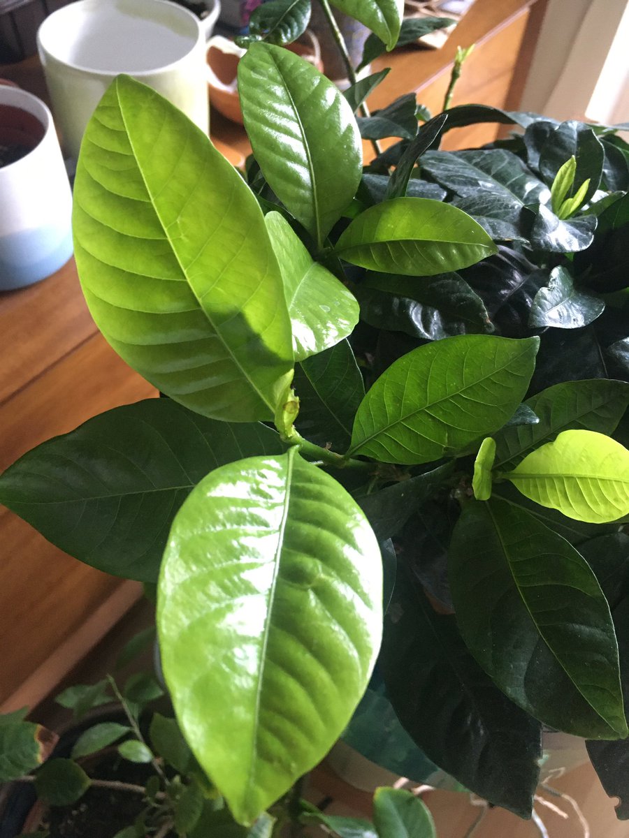  #postaplantaday my gardenia. The new leaves are luminescent lime  And fingers crossed these are flower buds  I love the scent of these flowers.