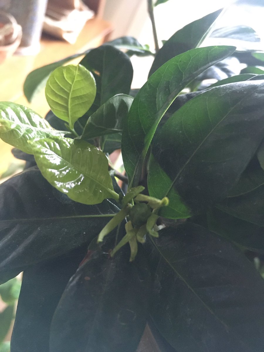  #postaplantaday my gardenia. The new leaves are luminescent lime  And fingers crossed these are flower buds  I love the scent of these flowers.