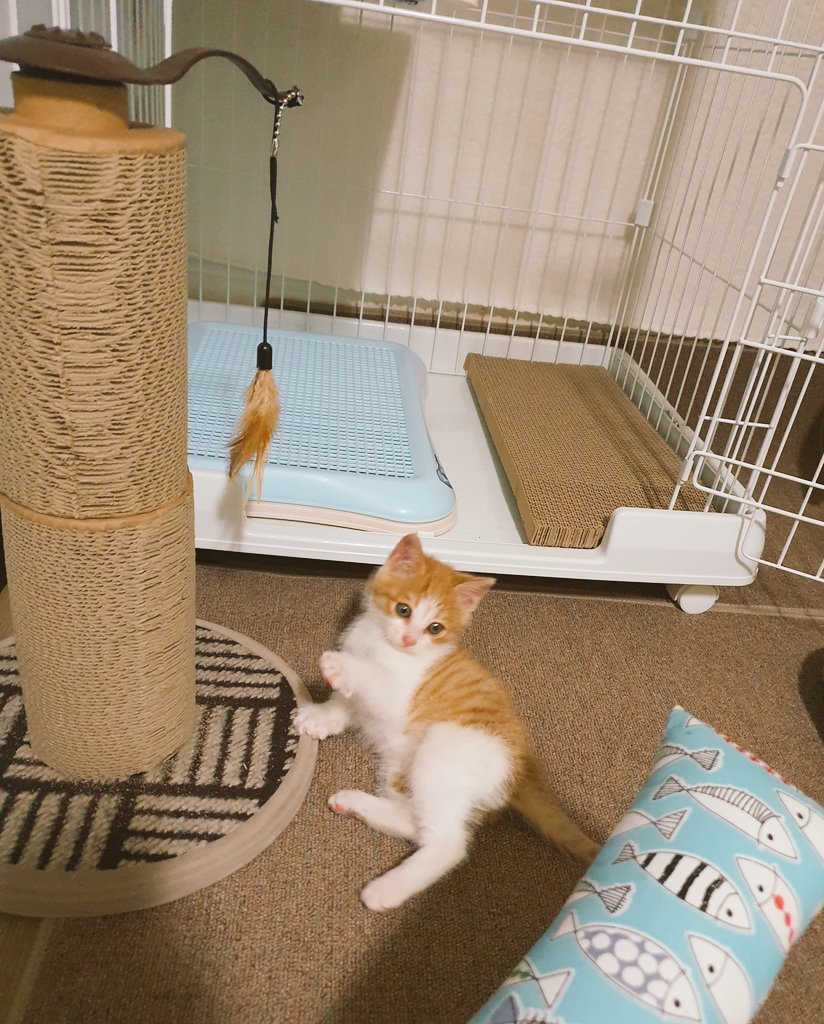 meccahkh's tweet photo. 2020.04.04
치즈 남아. 시안이 온 날🐱💙

6~7주 추정, 788g, 핑크 젤리
점프 아직 못함ㅎㅎ습식,영양제
떨지도 않고 호기심 폭발하더니 바로 화장실 캐치해서 응가👍 똘똘하고 용감하고 사랑스럽고 순딩한 시안이

#사지마세요_입양하세요
#고양이입양 #치즈남아 #시안 https://t.co/nBZVqICD4x
