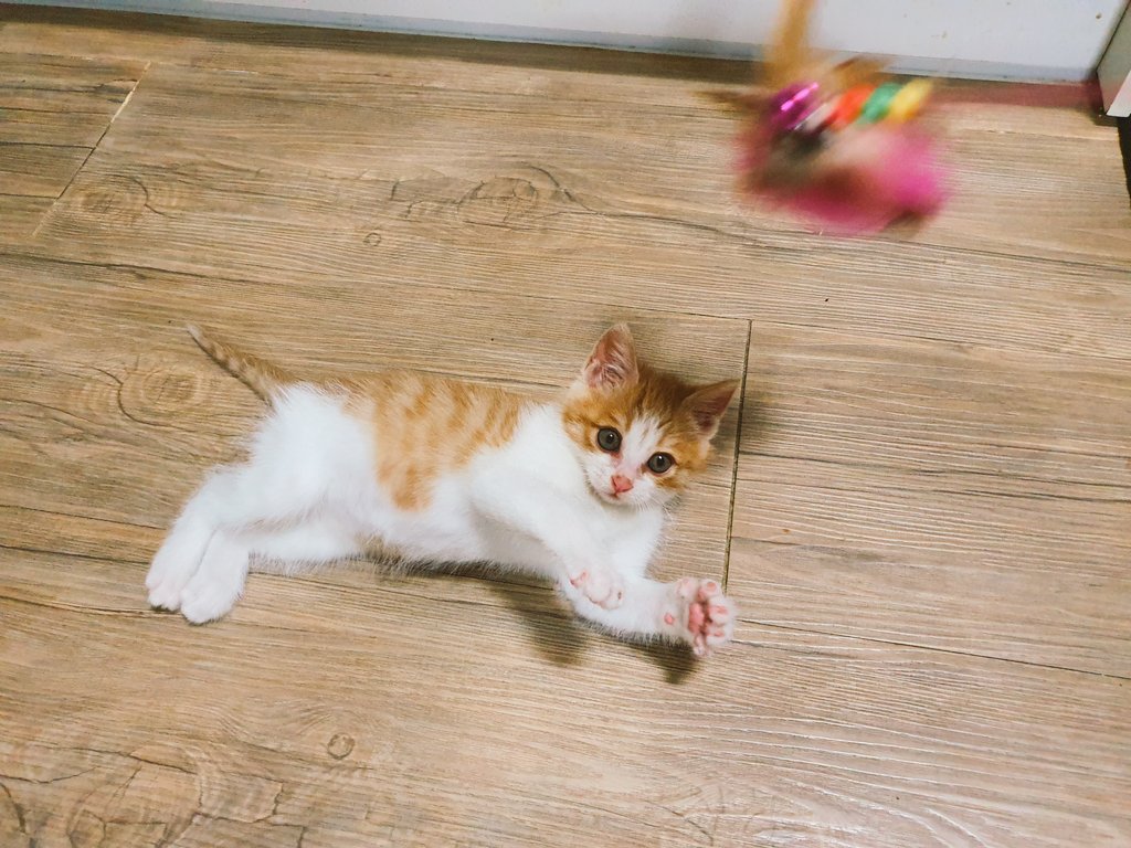 meccahkh's tweet photo. 2020.04.04
치즈 남아. 시안이 온 날🐱💙

6~7주 추정, 788g, 핑크 젤리
점프 아직 못함ㅎㅎ습식,영양제
떨지도 않고 호기심 폭발하더니 바로 화장실 캐치해서 응가👍 똘똘하고 용감하고 사랑스럽고 순딩한 시안이

#사지마세요_입양하세요
#고양이입양 #치즈남아 #시안 https://t.co/nBZVqICD4x