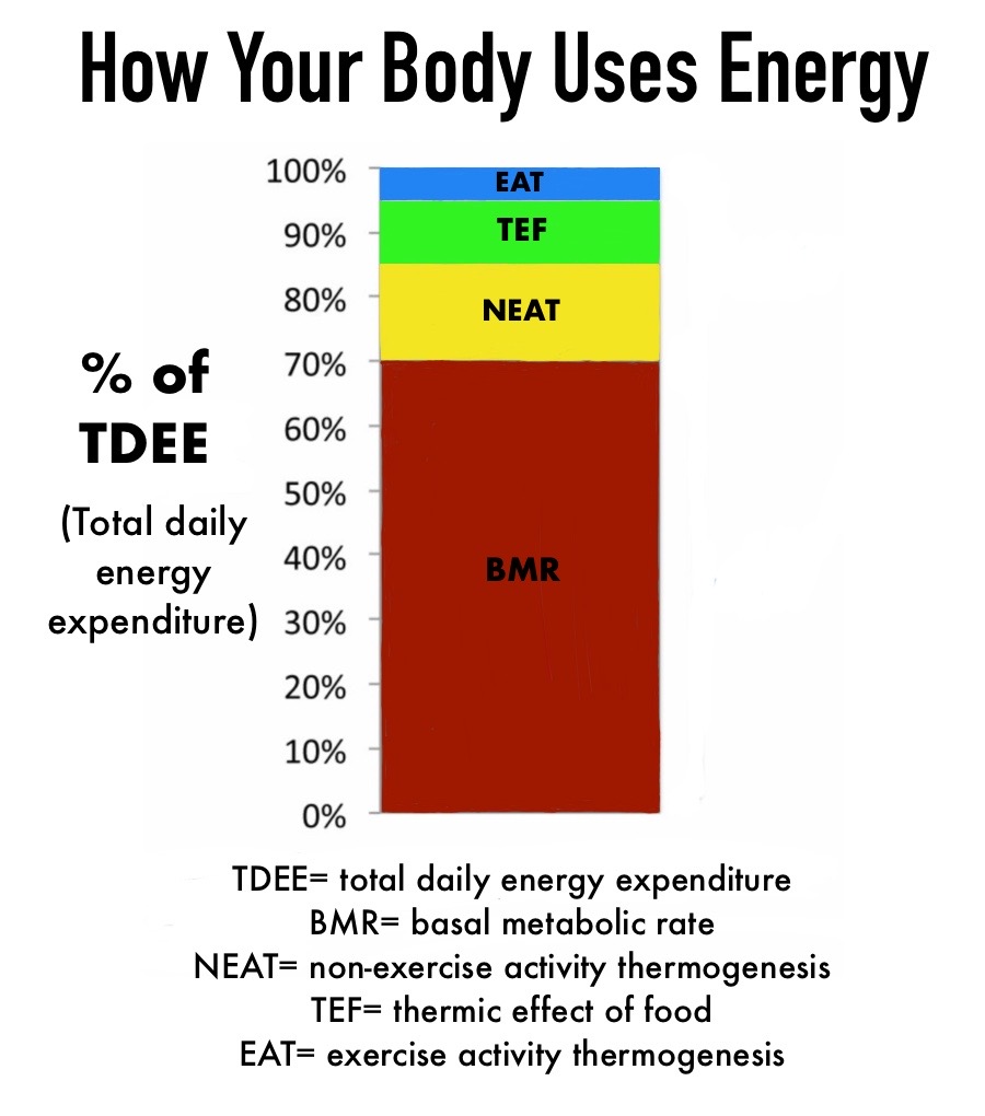 for creating a calorie surplus or calories deficit, we must know how our body utilises these calories we put in. this diagram shows a rather detailed diagram which is for better understanding of how calorie is expended during the day.