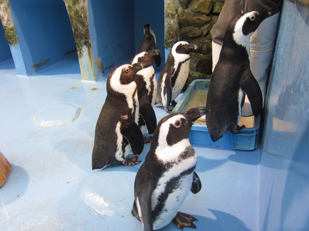 松江フォーゲルパーク 期待に満ちたまなざしで 飼育員を待ち構えるペンギンたち 晩ご飯の時間です ケープペンギン ペンギン 松江フォーゲルパーク