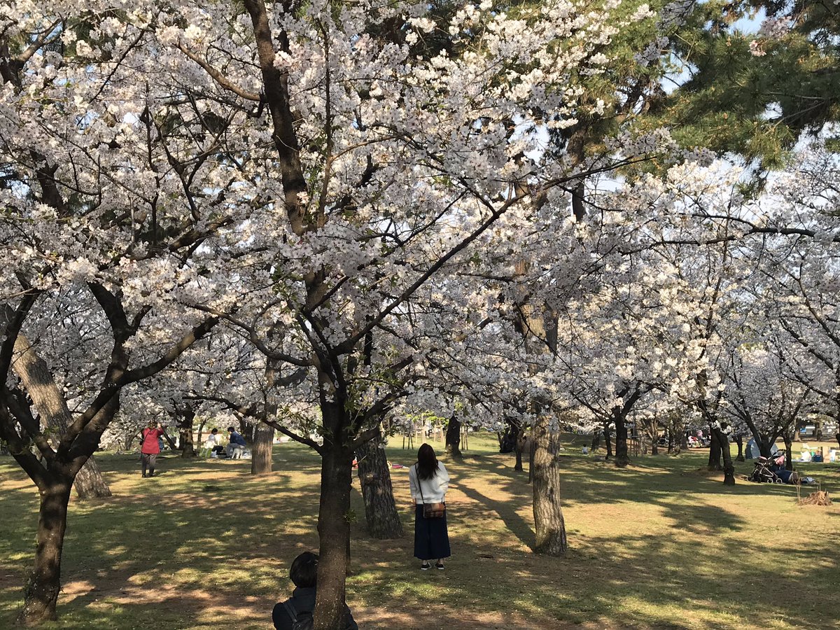 annann2010's tweet photo. テニスコート近くの公園
桜がとっても綺麗でした🌸
チューリップ🌷も見事‼️
それぞれにラジオネームに出て来そうな名前が付いていて、クスッと笑える😁
空を見上げれば龍に見えなくもない雲が〜〜良いことが起こるよね、きっと💕
#お花見気分 https://t.co/zs6Wwzg2fN