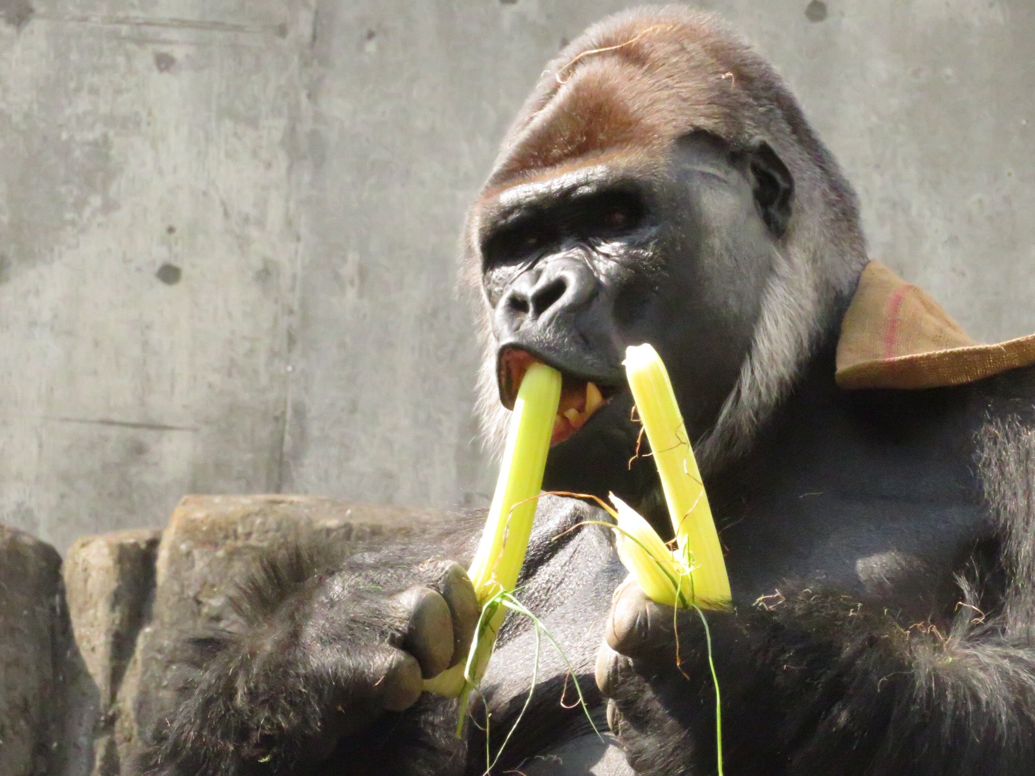 千葉市動物公園 公式 両手にセロリ こんな時だからこそ お茶目な動物の写真を見て心が和んでもらえたら幸いです このモンタ君がすごく可愛いなと思ってしまうのは 私だけでしょうか 飼1 Chibazoo コロナばっかりで気が滅入るから可愛い動物載せ