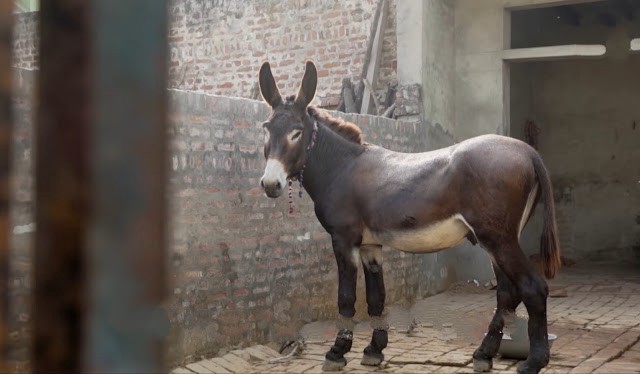 OmgMera's tweet photo. 10 Lakh Ka Gadha:-

We are at Naya Bans, a village in Haryana which is famous for Tipu.

Where the market price of a normal donkey is Rs 2–3 lakhs but because of Tipu’s high demand in a fair, his price was Rs 10 lakhs

Read the full article at:-
https://t.co/8CeKhjH7cj https://t.co/V47gxE6c2w