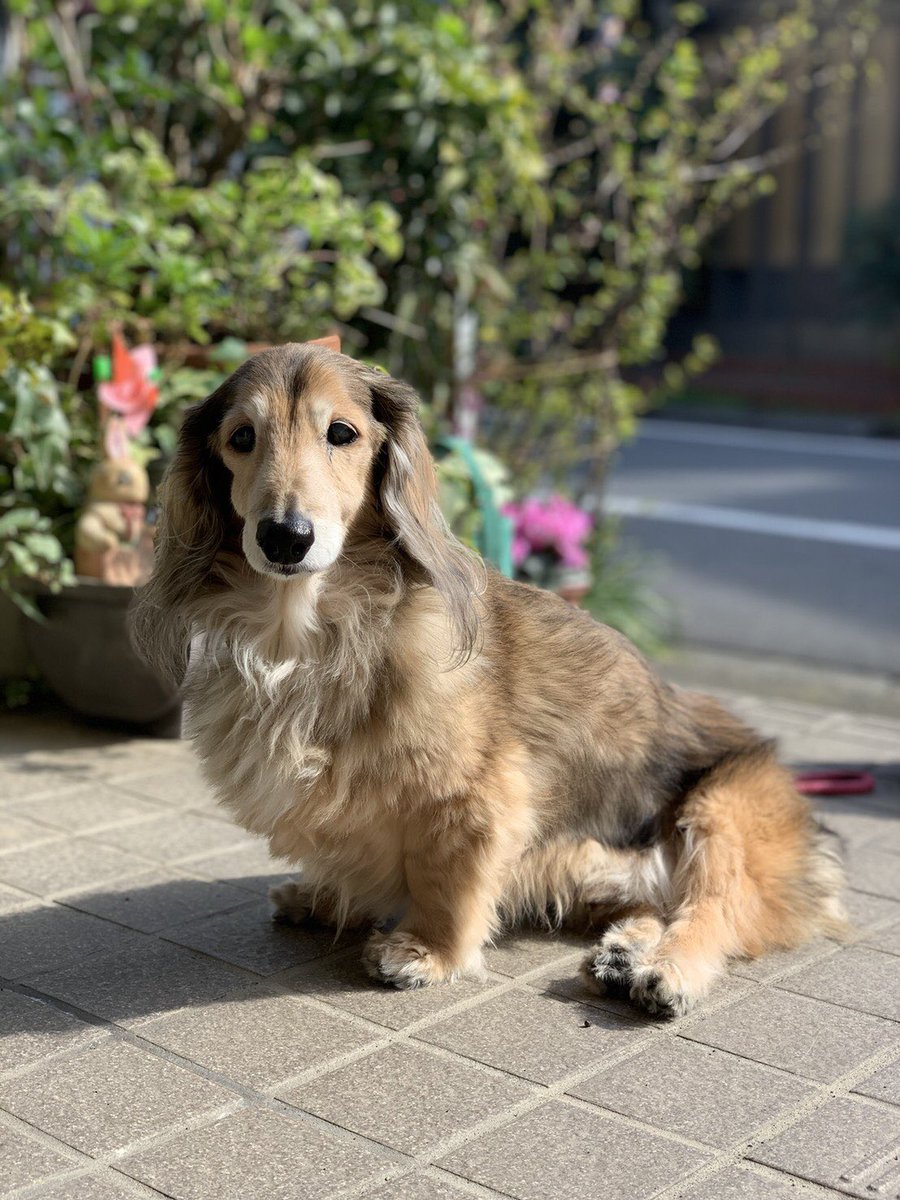 yasu_gen's tweet photo. 今日我が家の愛犬ちょこが天国に旅立ちました。ちょこくん18年間ありがとうね。 #愛犬 #ミニチュアダックス #ありがとう https://t.co/tUnjGT7uL7