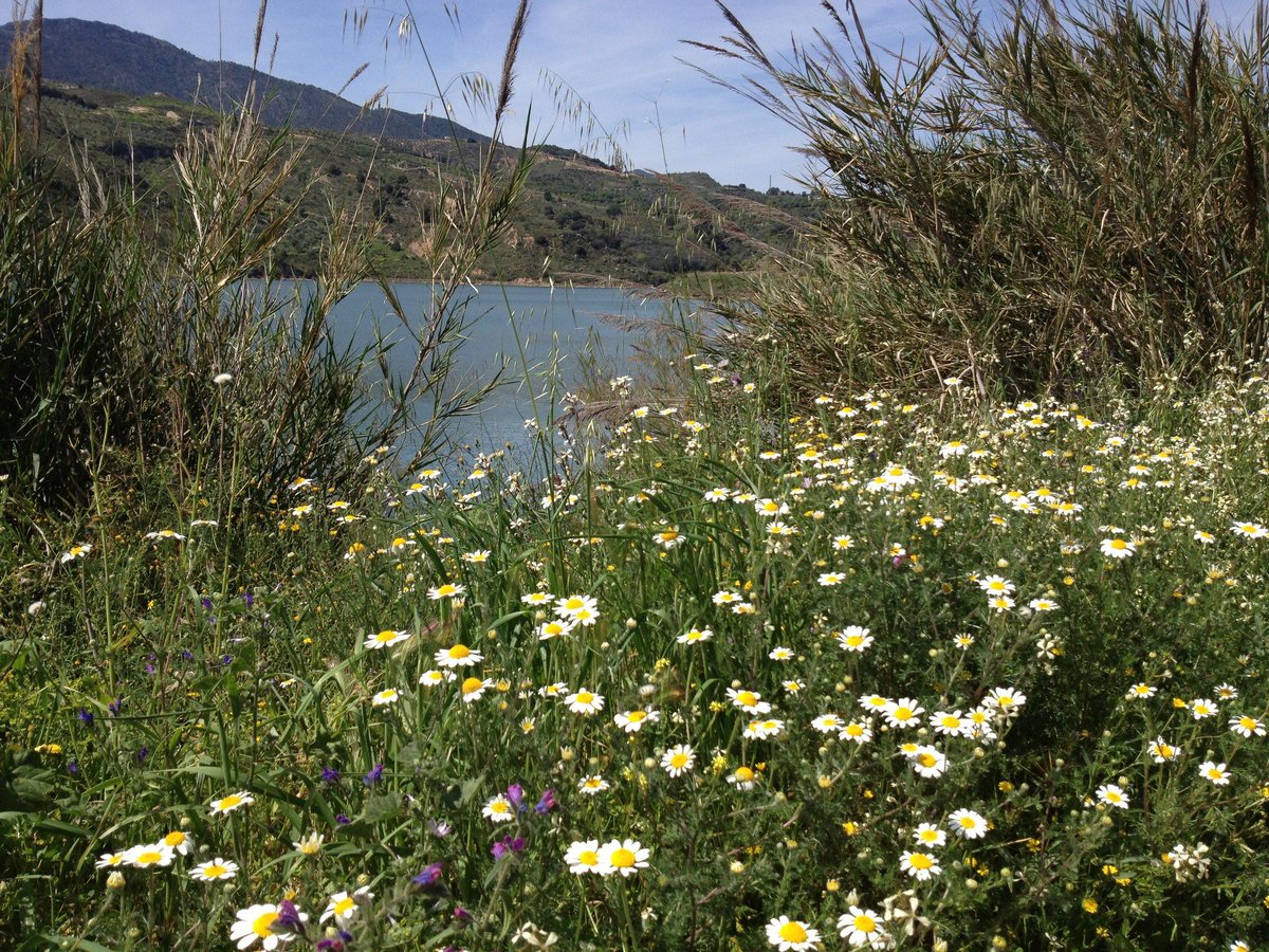 ValledeLecrin's tweet photo. There is no lockdown for #Spring. Plenty of beautiful #flowers are out by Lake #Beznar as usual...(this pic taken last year). Just a shame we can't experience them at the moment. They'll be back next year... and so will we!  #nature #daisies #spain #wildflowers #lecrinvalley https://t.co/bHRznKKmgZ